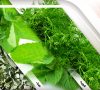 Organic and organic herbs